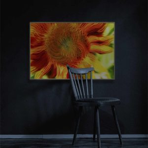 Fondo abstracto colorido de girasol rojo en plena floración