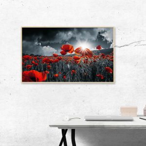 Fotografía – amapolas rojas en el campo rojo y Blanco negro colores
