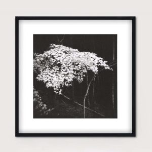 Árbol de arce – formas de Japón