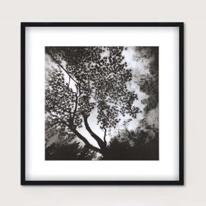 Estudio del árbol de arce 2 – formas de Japón