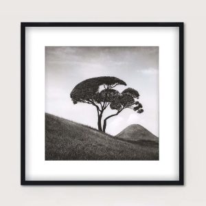 árbol en pendiente-formas de japón